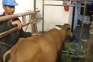 ZOO Porn and Animal sex video